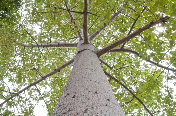 Sous grande vue d'arbre — Photo