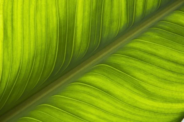 Grön blad mönster bakgrund — Stockfoto