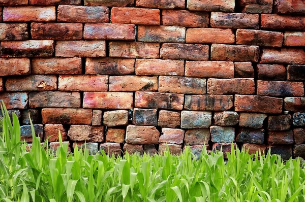 Green grass and old brickwall — Stock Photo, Image