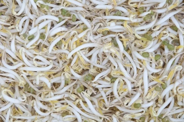 Witte beansprout — Stockfoto