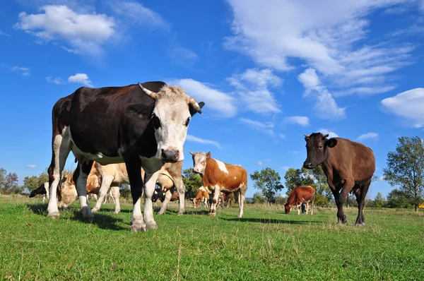 stock image Cows on a summer pasture.