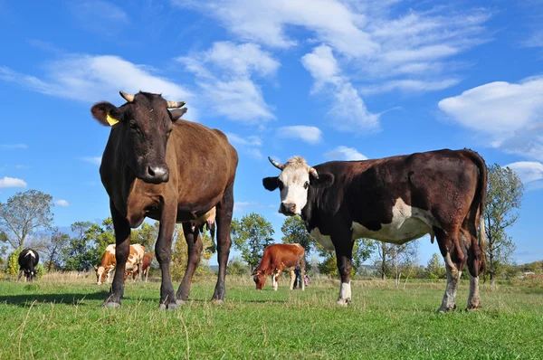 stock image Cows on a summer pasture.