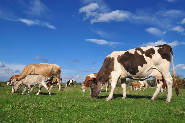 stock image Cows and a goat on a summer pasture.