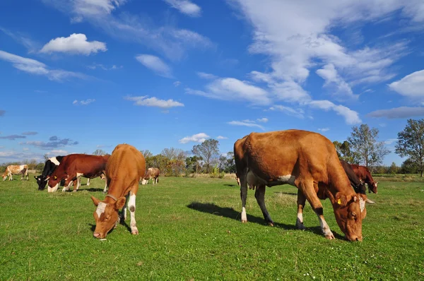 stock image Cow and the calf on a summer pasture.