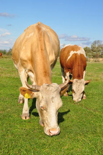 stock image Cows on a summer pasture.