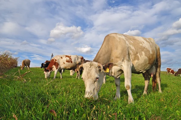 stock image Cows on a summer pasture.