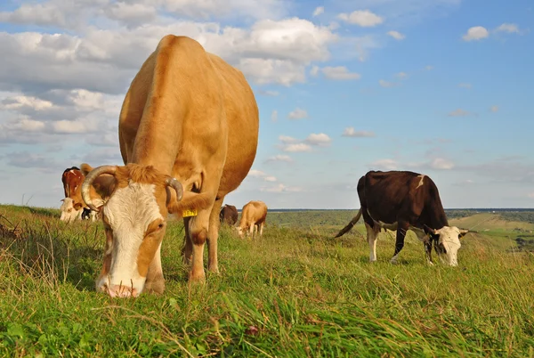 stock image Cows on a summer pasture.