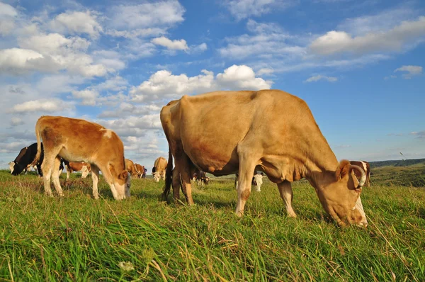 牛および子牛の夏の牧草地. — ストック写真