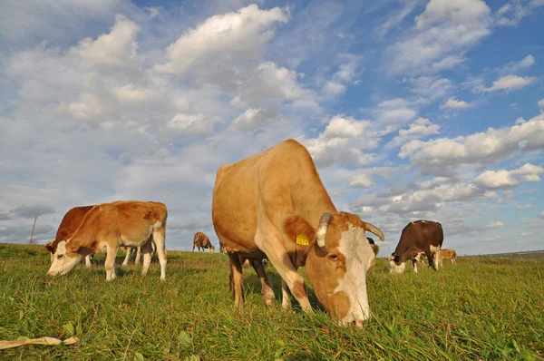 stock image Cows on a summer pasture.