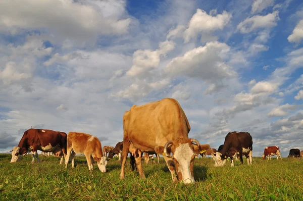 stock image Cows on a summer pasture.