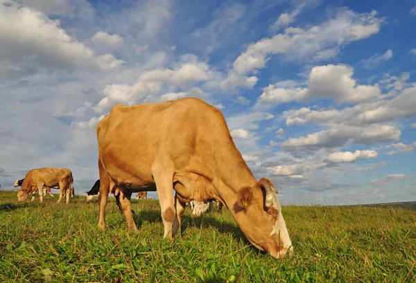 Stock image Cow on a summer pasture.