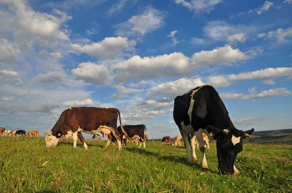 stock image Cows on a summer pasture.