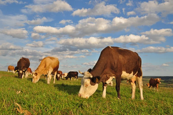 stock image Cows on a summer pasture.