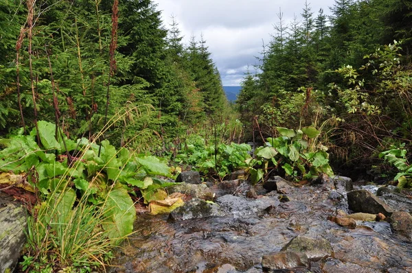 A mountain stream. — Stock Photo, Image