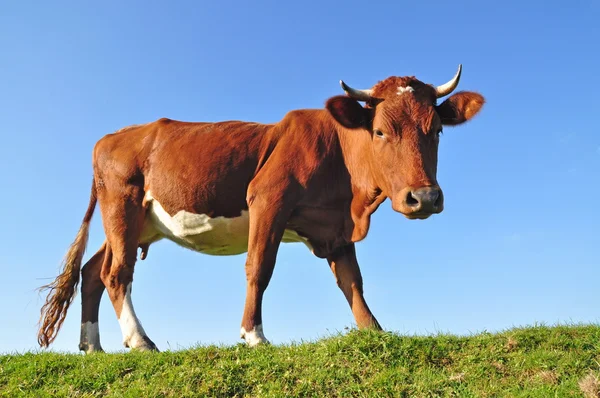 stock image Cow and a goat on a summer pasture.