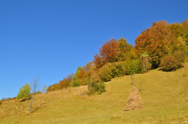 Samanlık bir sonbahar yamaca.