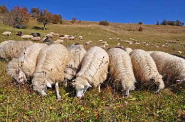 Yamaçta bir koyun.