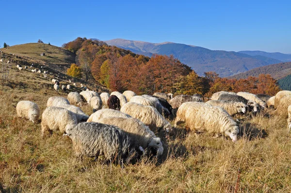 stock image Sheep on a hillside.