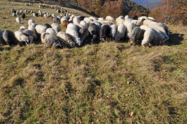 Πρόβατα στην πλαγιά ενός λόφου. — Φωτογραφία Αρχείου