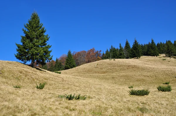 丘の中腹に秋 — ストック写真
