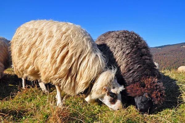Вівці на схилі пагорба . — стокове фото