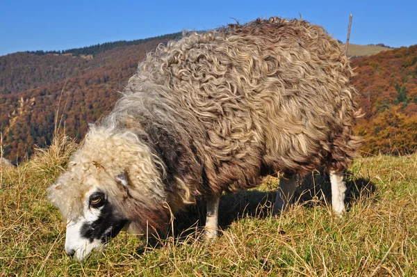 Owce na zboczu wzgórza. — Zdjęcie stockowe