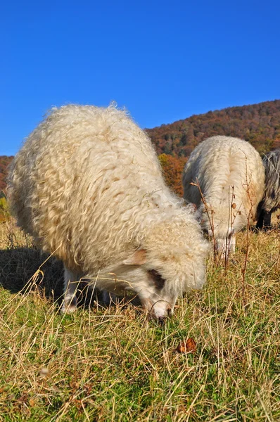 丘の中腹にある羊は. — ストック写真