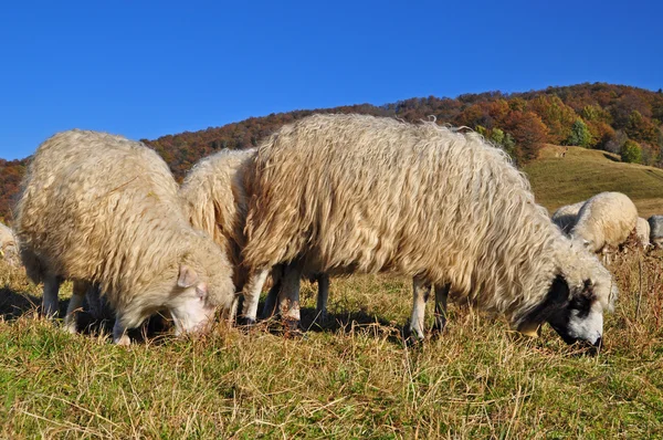 Овцы на холме . — стоковое фото