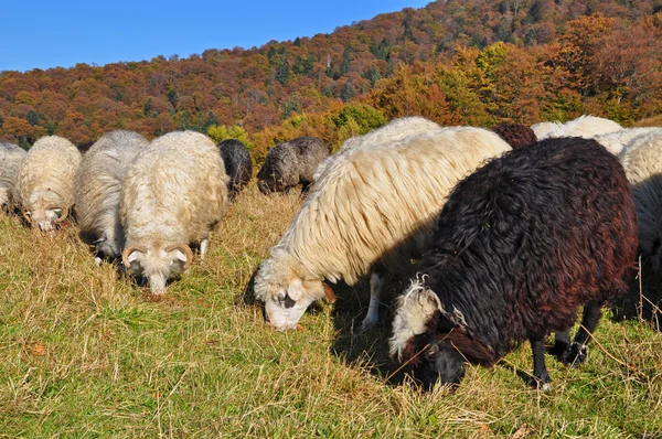 Schafe an einem Hang. — Stockfoto