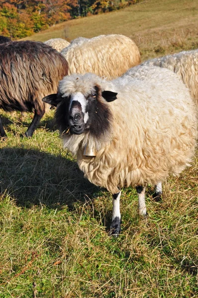 Ovce na stráni. — Stock fotografie