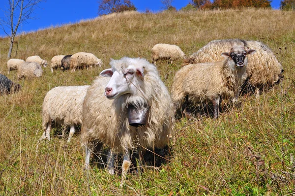 Овцы на холме . — стоковое фото