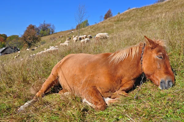 这匹马在一个山坡上了休息 — 图库照片