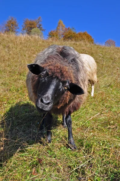 Moutons sur une colline. — Photo