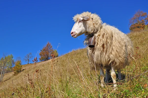 丘の中腹にある羊は. — ストック写真