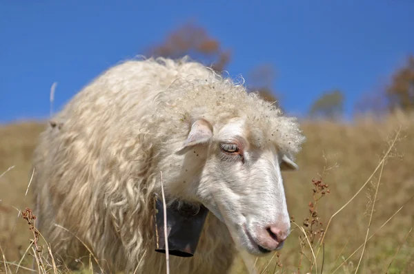 Πρόβατα στην πλαγιά ενός λόφου. — Φωτογραφία Αρχείου