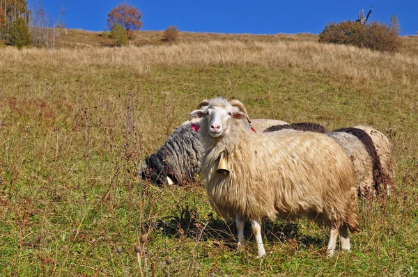 Ovce na stráni. — Stock fotografie