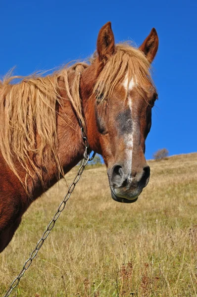 Kopf eines Pferdes aus nächster Nähe. — Stockfoto