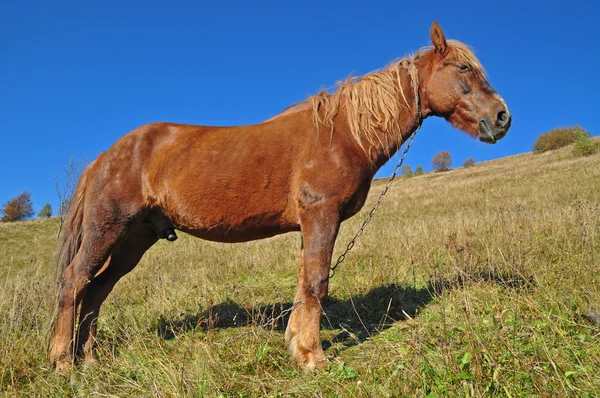 Cavallo su una collina . — Foto Stock