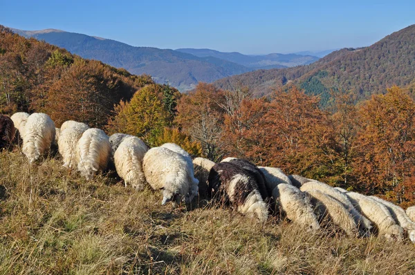 stock image Sheep on a hillside.