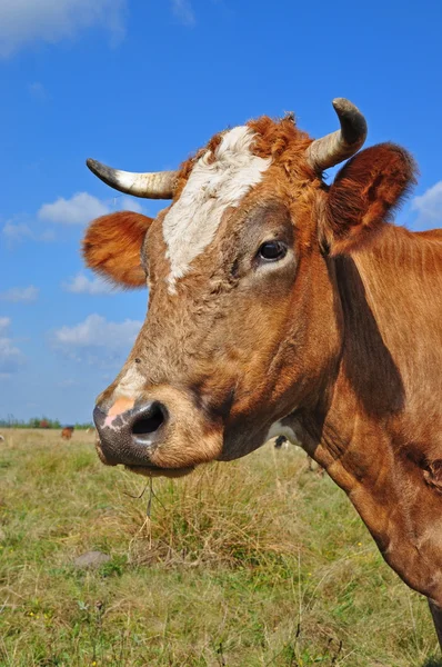 Głowa krowy. — Zdjęcie stockowe