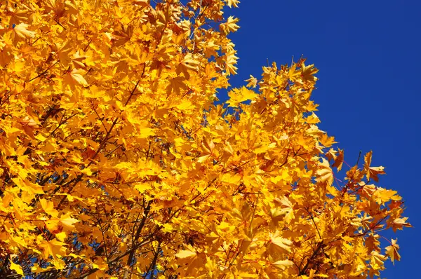 Autumn branches of a maple. — Stock Photo, Image
