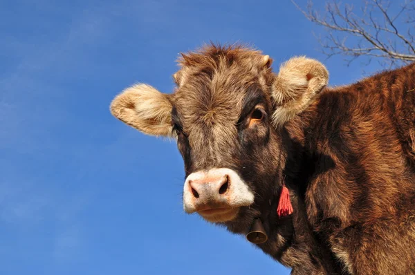 The calf. — Stock Photo, Image
