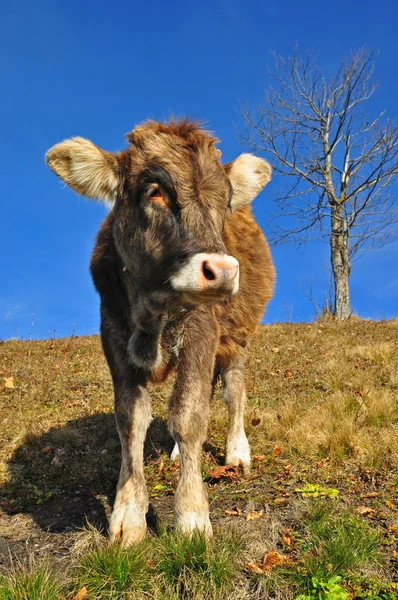 在一个山坡上小牛. — 图库照片