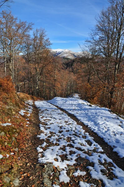 stock image Road to autumn beechen wood