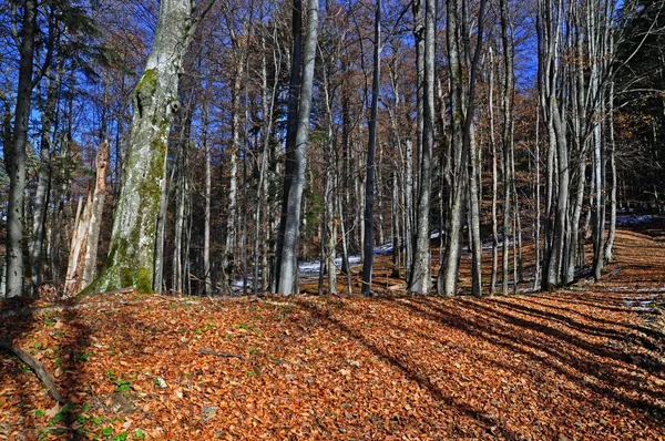 Autumn beechen wood. — Stock Photo, Image