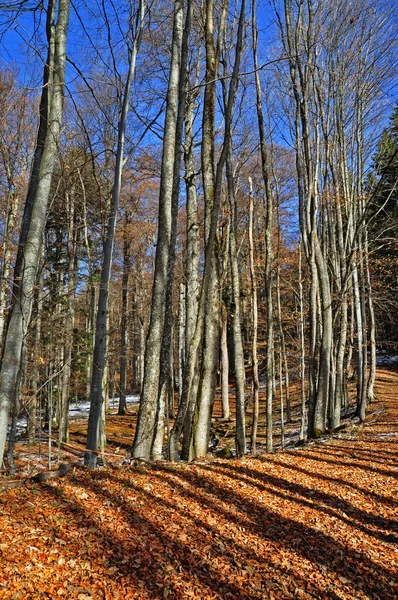 Podzimní dřevité bukové dřevo. — Stock fotografie