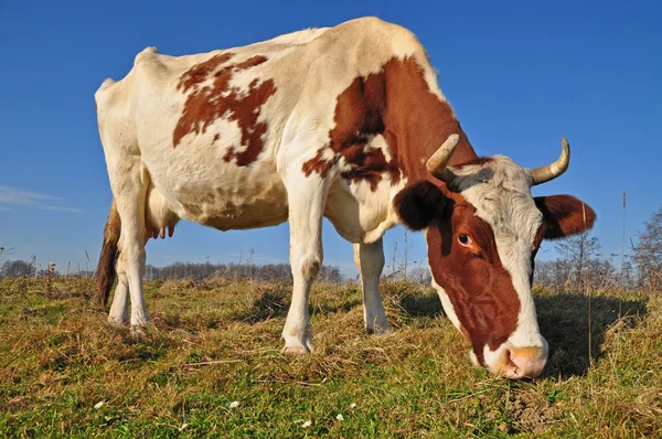Cow on an autumn pasture. — Stock Photo, Image