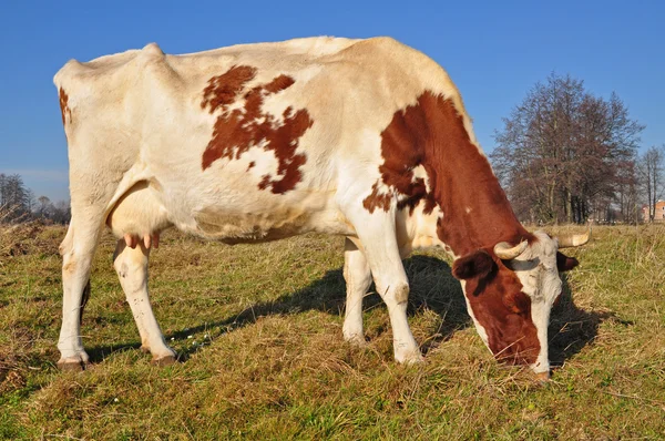 stock image Cow on an autumn pasture.