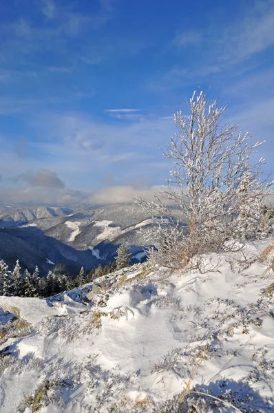 Winter on a hillside — Stock Photo, Image