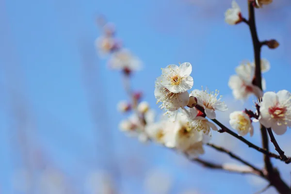 Flores Primavera — Fotografia de Stock